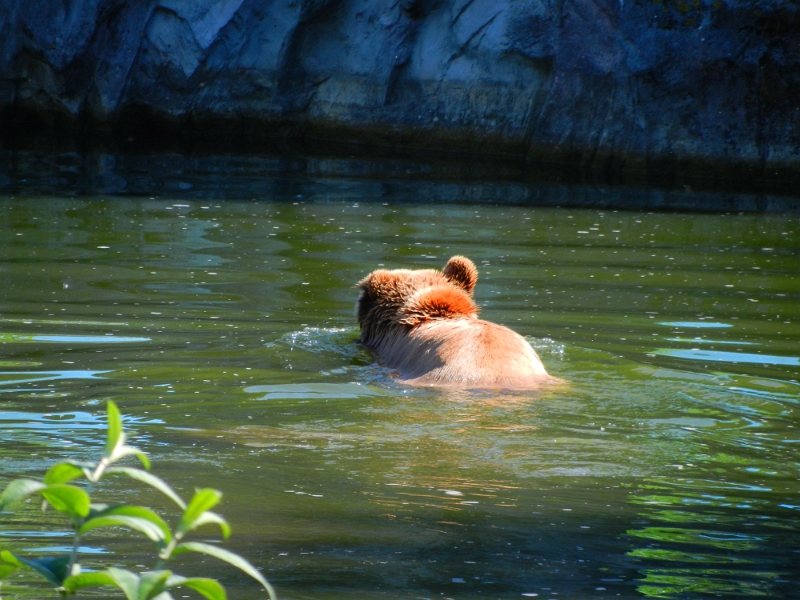 DSCN4619.JPG - Hui da schwimmt ein Braunbär.