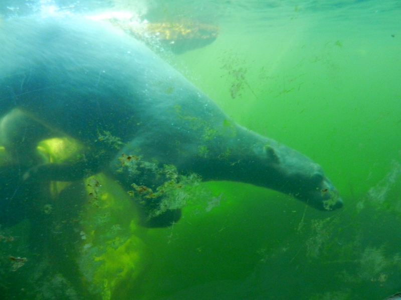 DSCN4673.JPG - Beim tauchen erwischt... Beeindruckend mit welcher Power so ein Eisbär durchs Wasser donnert! WOW!