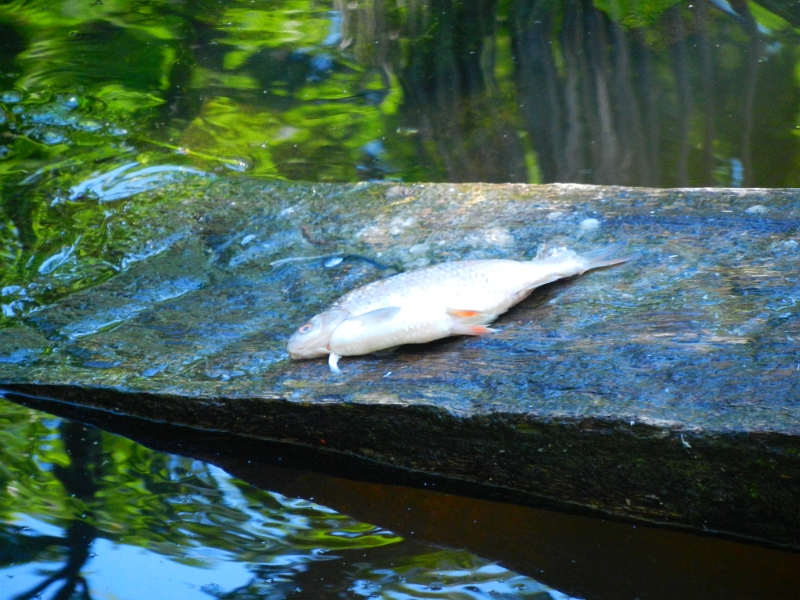 DSCN4676.JPG - Da liegt ein Fisch?