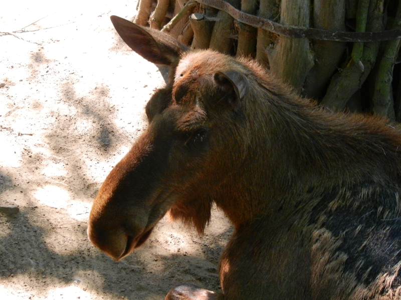 DSCN4689.JPG - Der kuckt ja sowas von Treudoof!!!