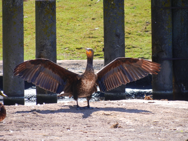 DSCN4744.JPG - Hält der eine Predigt?