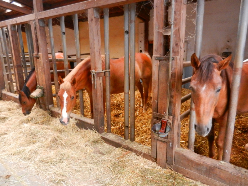 DSCN4849.JPG - Dort finden wir einen wunderschönen Stellplatz bei einem Bauernhof.Nachdem wir die €8,00 Stellplatzgebühr (Strom usw. incl.) gezahlt haben erkundeten wir die STallungen und das restliche Gelände.