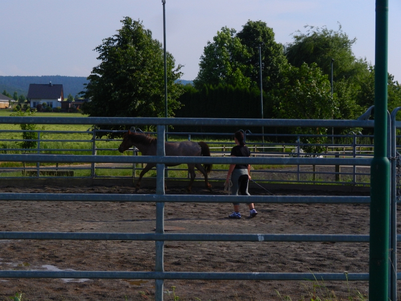 DSCN4873.JPG - Nebenan dreht ein Pferd seine Runden!