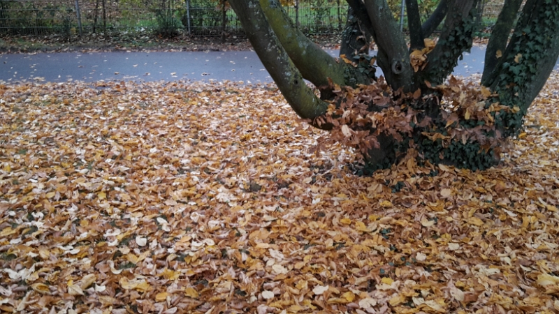 20151107_083714.jpg - Am nächsten Morgen bemerke ich aus dem Heckfenster, daß es wohl Herbst sein muss!