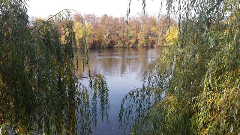 20151108_105032.jpg - Wieder am Neckar.