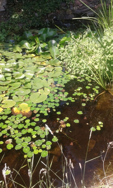 20150711_145926.jpg - Nebenan ein kleiner Teich.