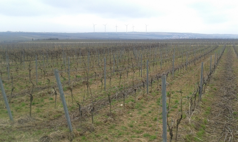 20150315_131346.jpg - Wir sind übrigens in Rheinhessen, dem größten Weinanbaugebiet Deutschlands! Man sieht's!!!