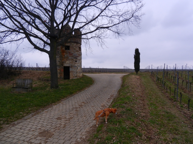 DSCN3250.JPG - Oha, ein Turm!? Hundi begeistert sich eher für Mäuse!