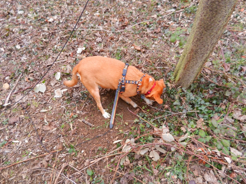 DSCN3270.JPG - Hundi ist beschäftig und versucht einen Baum auszugraben.