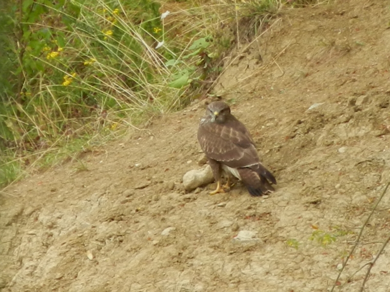 DSCN5030.JPG - Am nächsten Morgen entdecken ich aus dem Fenster ein Urweltgreifvogel!