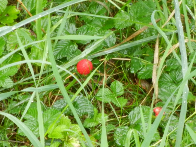 DSCN5191.JPG - Walderdbeeren!