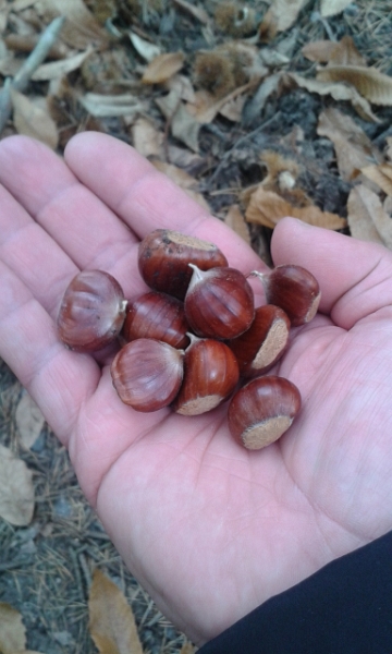 20151017_144526.jpg - Kaum im Wald werden wir fündig...