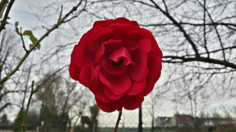 20151220_143859_Richtone(HDR).jpg - Hab ich eigentlich erwähnt daß in 4 Tagen WEIHNACHTEN ist!!!Hier blühen die ROSEN?!?!?