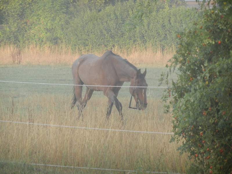 DSCN5251.JPG - Ein Pferd besucht uns am nächsten morgen.