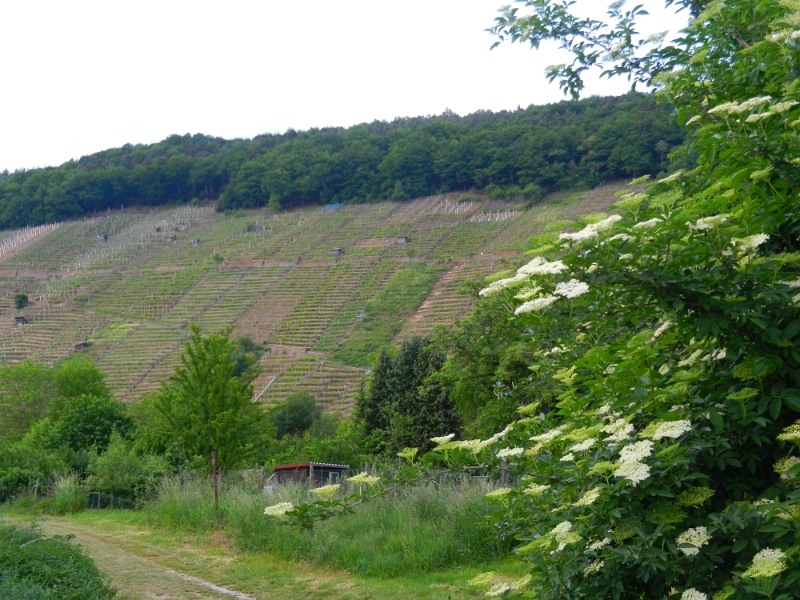 DSCN4134.JPG - Immer wieder schön hier in Klingenberg.Wir fühlen uns echt wohl bei Sonja und Norbert!