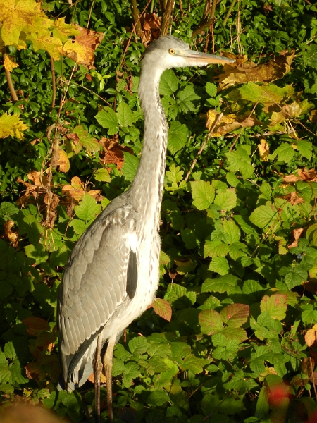 DSCN6280.JPG - Ein Fischreiher im Graben entdeckt.