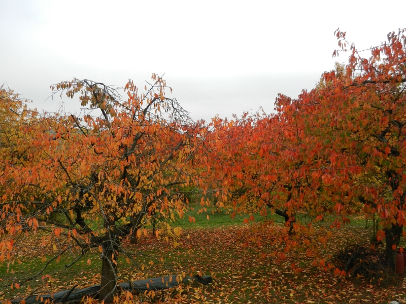 DSCN6362.JPG - Schöne Farben.