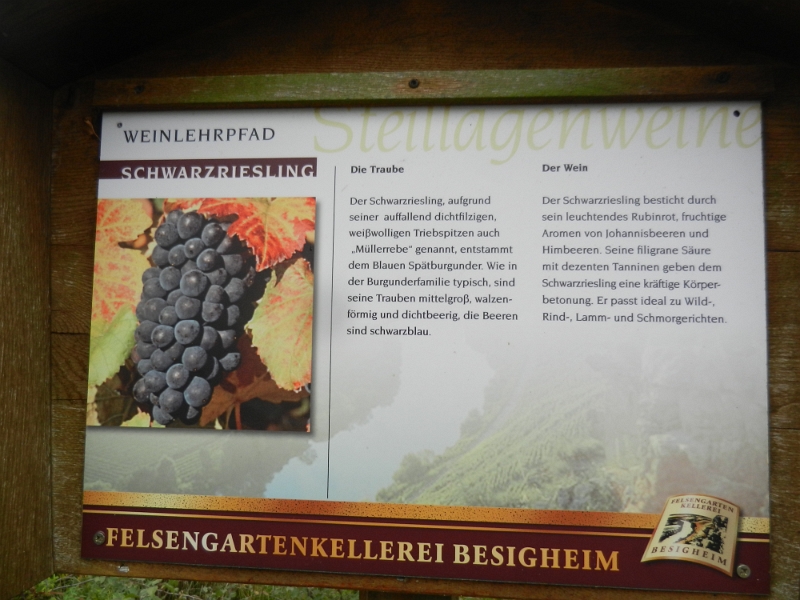 DSCN6367.JPG - Aha, es handelt sich um den Schwarzriesling den ich eben probierte!