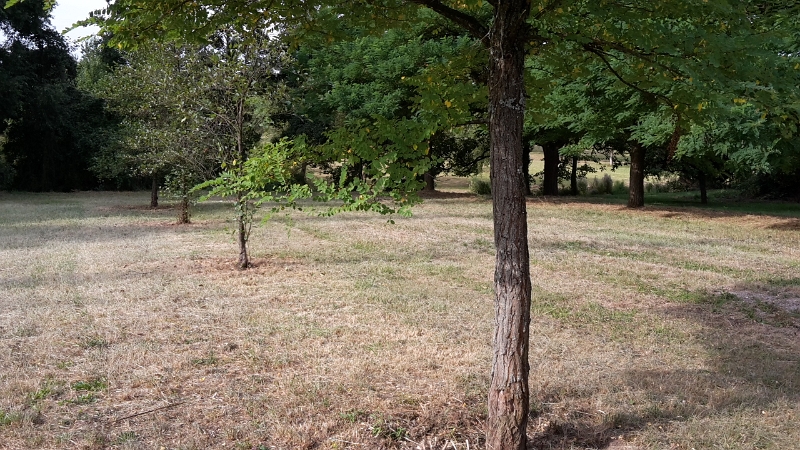 20160903_092801.jpg - Der Platz verfügt über... NICHTS!Es ist eine große Wiese mit Bäumen direkt an der Weinstraße. Tagsüber ist es schon relativ laut, Nachts haben wir aber sehr gut und ruhig geschlafen.