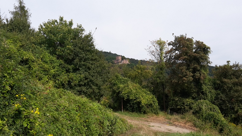 20160903_111242.jpg - Wir entdecken die Burg Landeck, zu der wir laufen wollen. Dort angekommen beginnt die eigentliche Rundwanderung von ca. 6km.