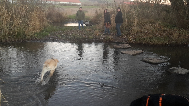 20161203_162748.jpg - Todesmutig müssen wir über ein Furt. Die Hunde sind ins kalte Wasser gesprungen (BIBBER)