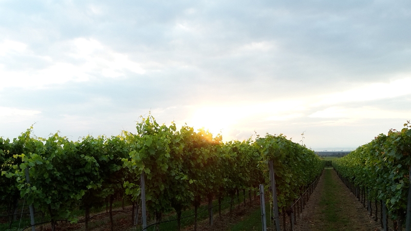 20160806_064321_Richtone(HDR).jpg - Aus dem Schlafzimmerfenster beobachten wir einen schönen Sonnenaufgang!