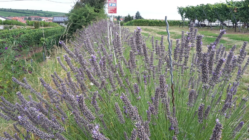 20160806_100256.jpg - Es duftet nach Lavendel!