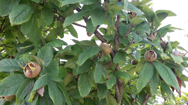 20160806_110926.jpg - Was sind das denn für Früchte?!?