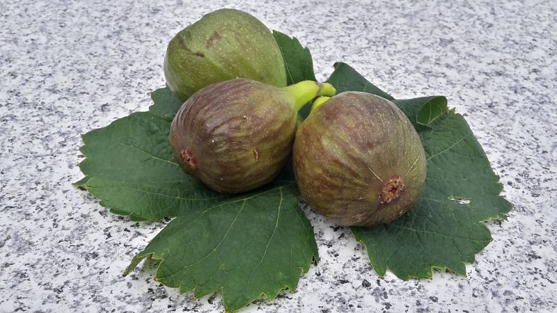 20160806_135245_Richtone(HDR).jpg - Ups... Die sind wohl unterwegs auch rein zufällig in meine Tasche gefallen. Frische Feigen!Zusammen mit den Mirabellen und einem Apfel gibt das einen leckeren Fruchtsalat! :-)