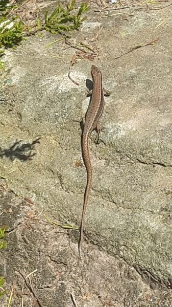 20160507_144026.jpg - Ich bin nicht alleine hier oben. Zahlreiche Eidechsen wuseln hier überall und sonnen sich.