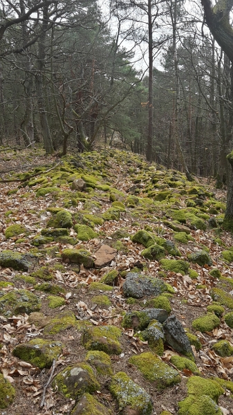 20160409_124111_Richtone(HDR).jpg - Nun laufen wir entlang eines keltischen Ringwalls, der sogenannten "Haidenmauer".