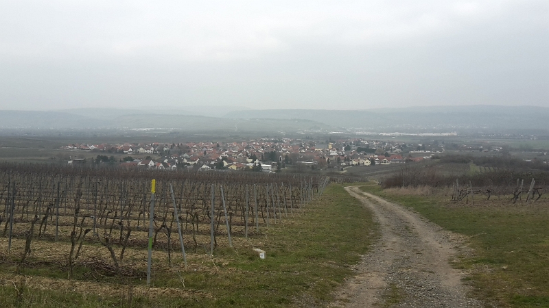 20160312_122817_Richtone(HDR).jpg - Bereits auf den ersten Kilometern geht es ganz schön den Berg hoch. Hier der Blick zurück auf Ockenheim. Im Hintergrund ist Bingen zu erkennen. Leider ist es nicht so sonnig wie gestern aber noch Ok.