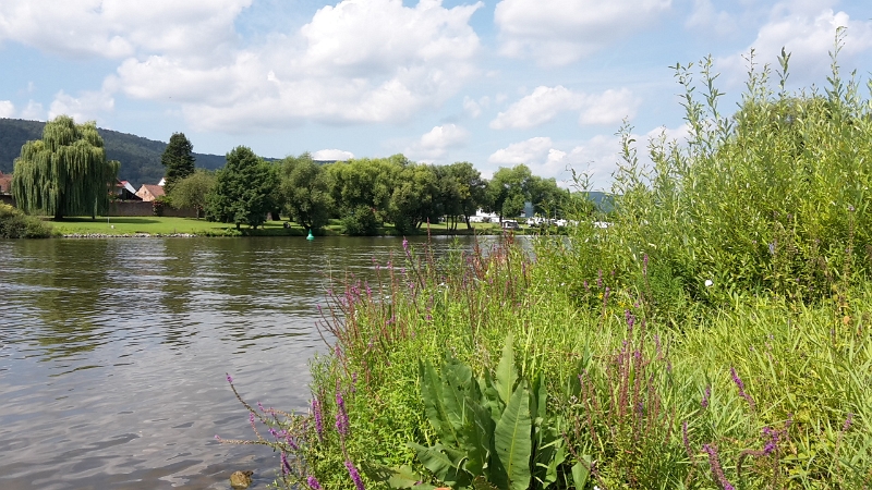 20160814_120241.jpg - Wir spazieren ein paar Meter am Main entlang.