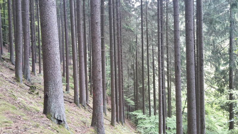 20160521_135341.jpg - Ich glaub ich steh im Wald?!?!?