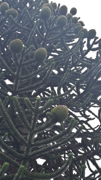 20160723_122303_Richtone(HDR).jpg - Ein riesiger Drachenbaum mit gigantischen Knospen!