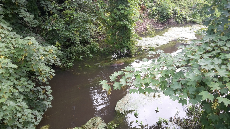 20160723_122835.jpg - Im "Fallgraben" glaubten wir einen Biber entdeckt zu haben. Da dieser aber keinen flachen sondern einen dünnen runden Schwanz hatte, muss es sich um eine riesige Bisamratte handeln!?