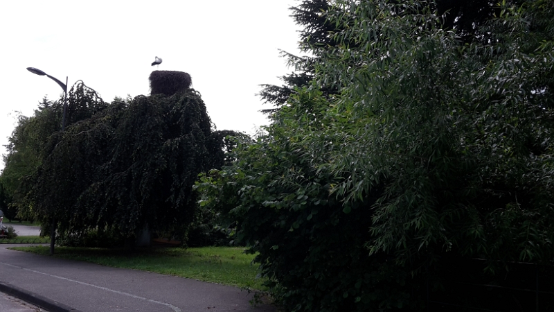 20160724_121745.jpg - In Betschdorf haben wir in der Nähe dieses Storch's einen weiteren Stellplatz begutachtet... ;-)