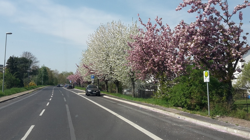 20170407_150957.jpg - Zunächst muss ich aber Biene in Heidelberg abholen!In Leimen blüht uns mal wieder was...