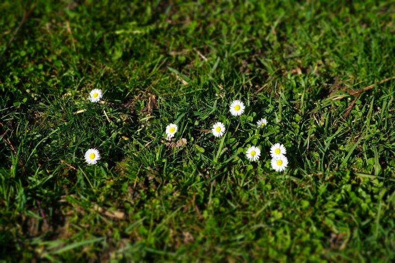 P1020445.JPG - Es wird Frühling!!! :-)