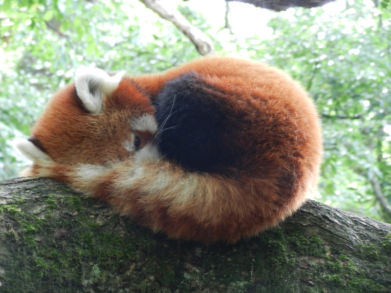 DSCN1231.JPG - Auf einem Baum entdecken wir einen (schlafenden) roten Panda.
