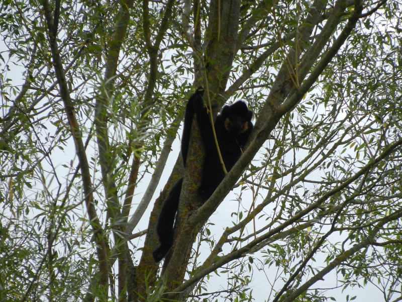 DSCN1249.JPG - Hoch oben in einem Baum entdecken wir einen Gibbon.