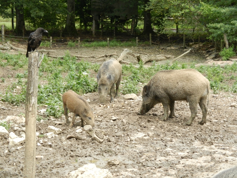 DSCN1324.JPG - Der Rabe beobachtet die Wildschweine.