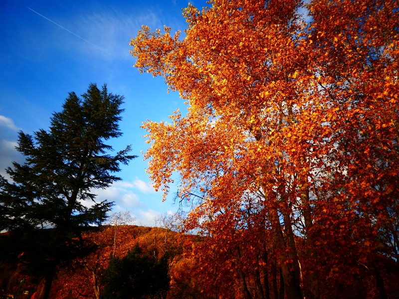 P1040136.JPG - Die Sonne scheint und zaubert wunderschöne Farben in die Bäume.