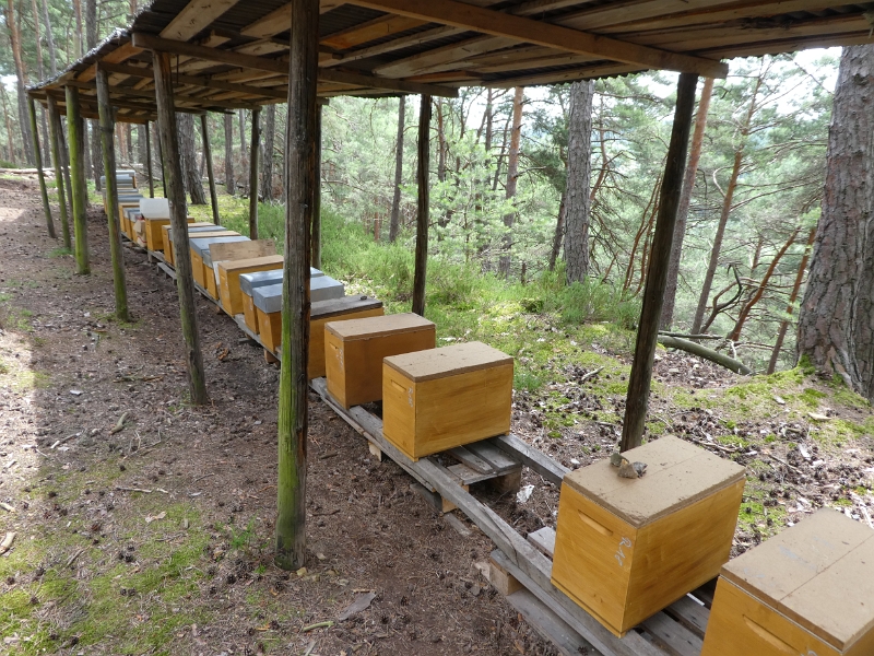 P1000089.JPG - Hier sammeln fleisige Bienen Kastanienhonig!