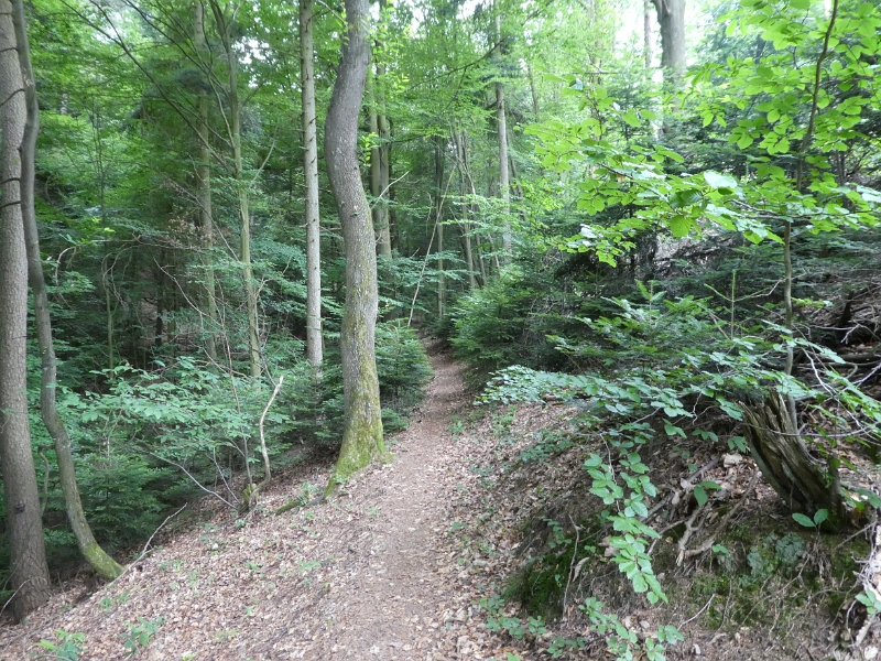 P1000092.JPG - Nun schlängeln wir uns auf den typischen, schmalen Pfaden durch den Wald.