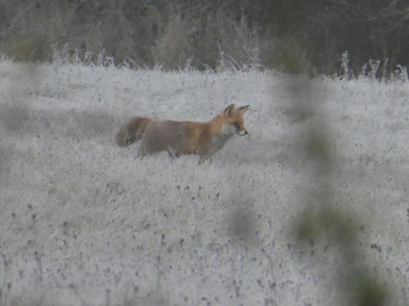 P1030478.JPG - Coole Sache, wir haben einen Fuchs bei der "Mäusejagd" beobachtet.