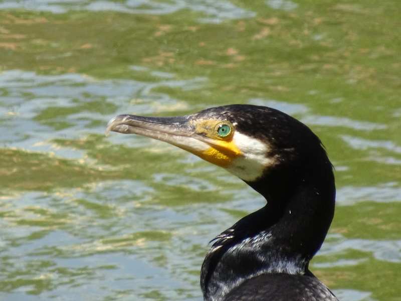 DSC06171.JPG - Zwischen Enten und Gänsen sehen wir einen Kormoran.