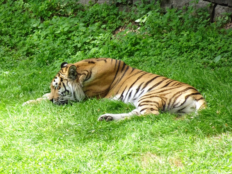 DSC06217.JPG - Wir beginnen am Tiger-Gehege wo wir zwei schlafende "Raubtiere" vorfinden. ;-)