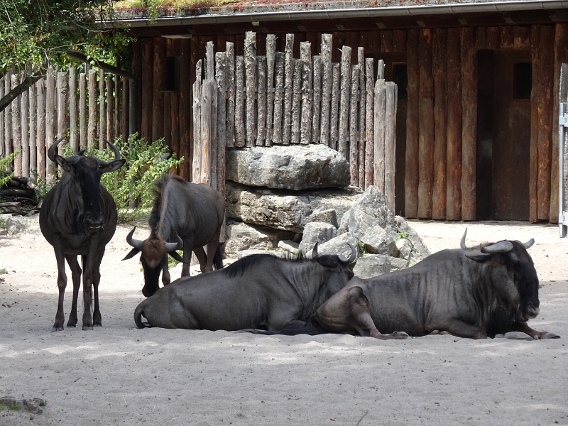 DSC06225.JPG - Ein paar Gnus...