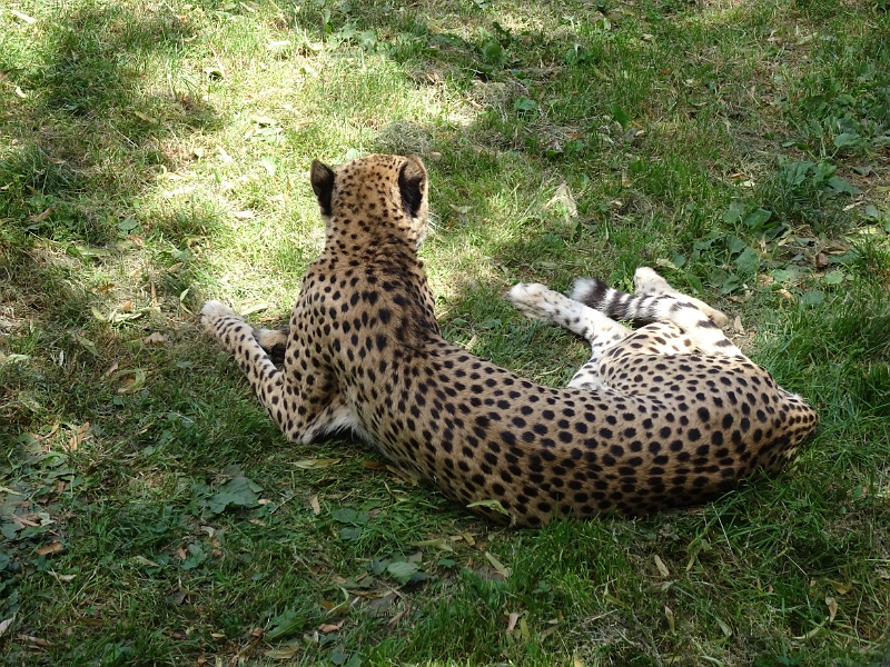 DSC06247.JPG - Hui, ein Leopard.